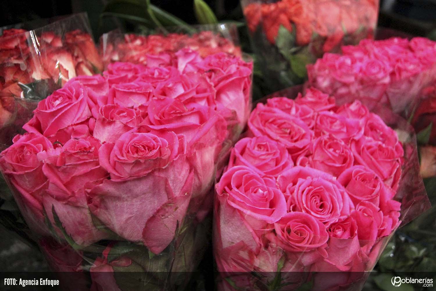 San Valentín, la gran oportunidad para los cultivadores de flores de Colombia