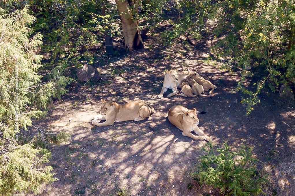 Leones en Africam Safari