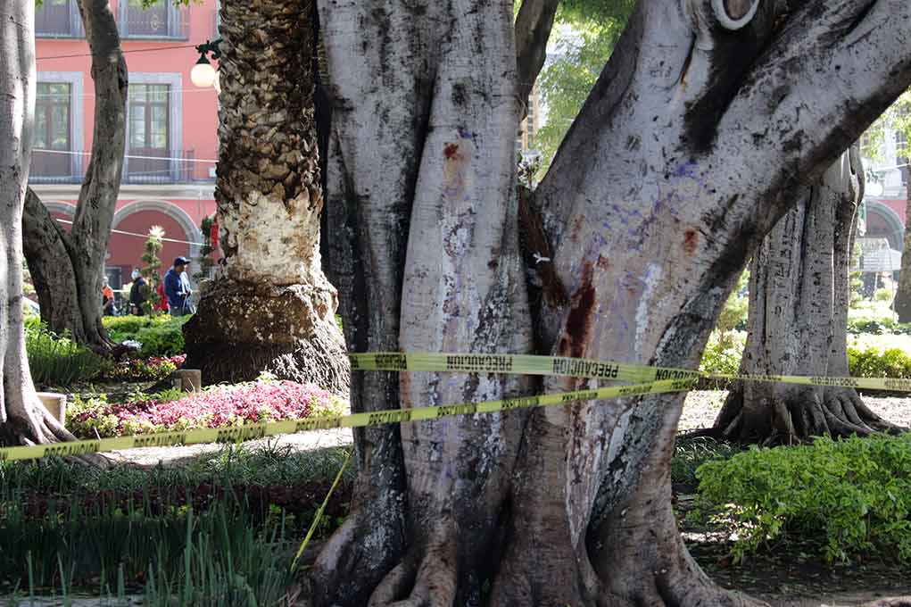 Cómo identificar árboles en riesgo de caer - árbol en Puebla